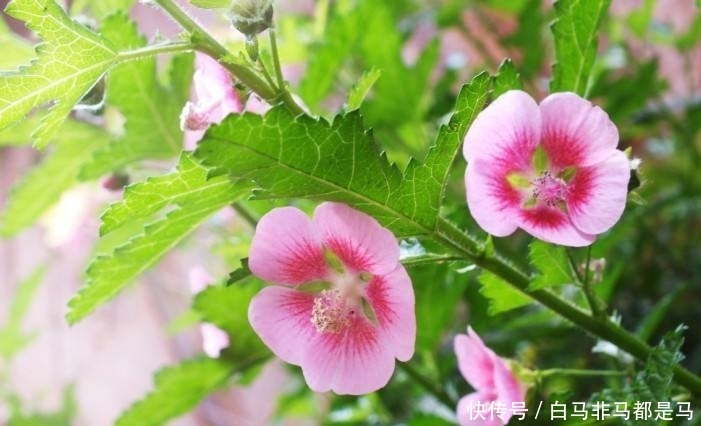 「红茄」精致可爱的3种花,红茄、小木槿、香堇菜?,养在院子很不错