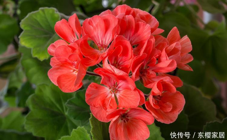  「富贵竹」有钱人都在养这“5种花”，不仅能净化空气，还能带来很好的旺运