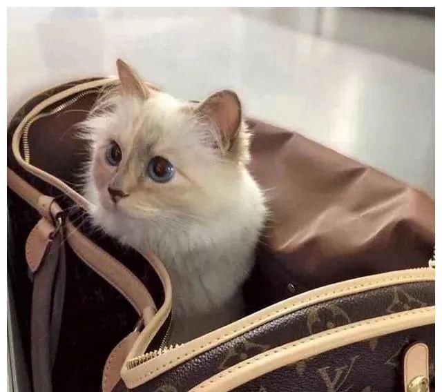  『富有』世界上最富有的猫，配专职保姆私人大厨修毛师，乘坐私人飞机出游