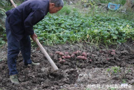 地里挖出百斤重的“宝贝”，整个村子十分欢喜，大爷却犯愁了