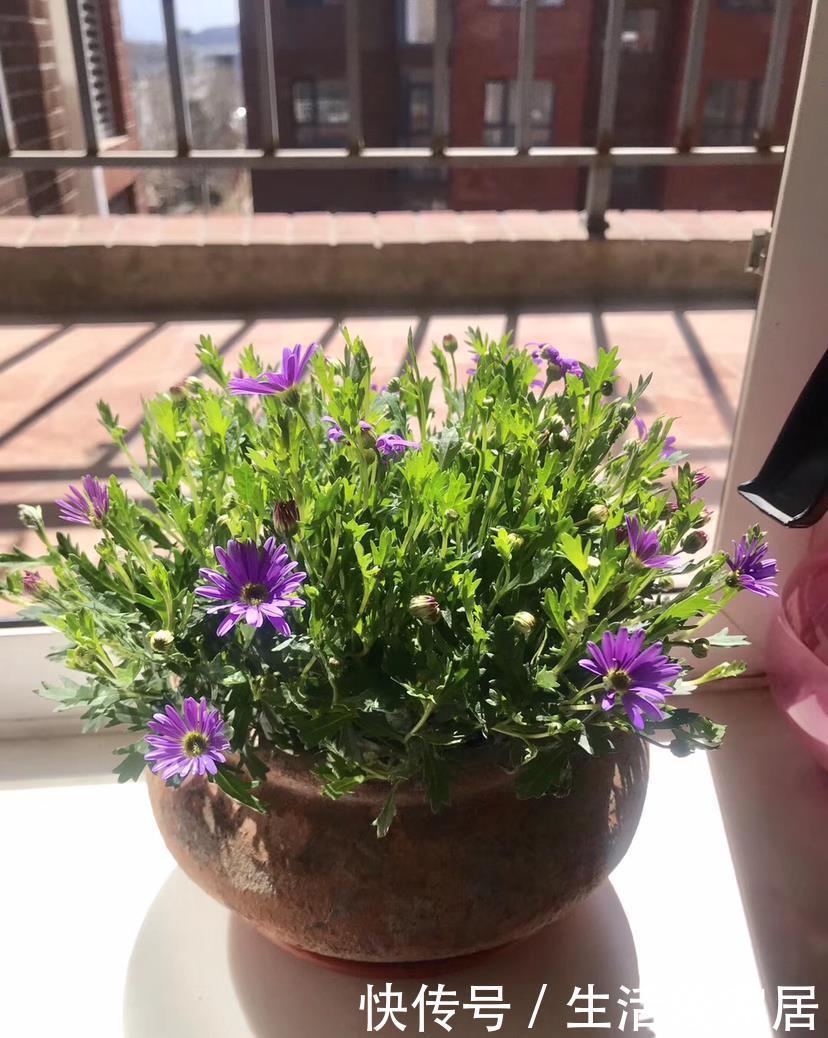  「很快」喜欢姬小菊的别花钱买，掐个枝埋土里，很快就长满一大片！