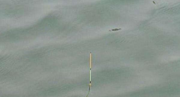 『情况决定』4月发文:调漂技巧:钓目发生了变化,双饵和子线