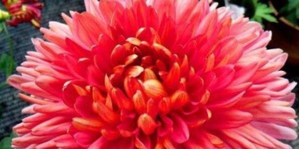  『珍品』新手养花,不如养盆花中珍品“灯光荷”,花大色艳,高贵优雅