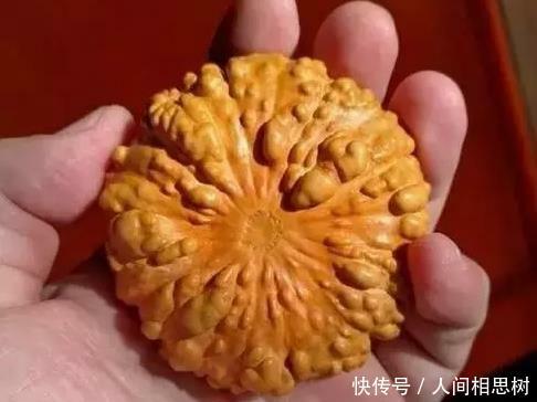  从盘■这是文玩高手，疙瘩葫芦被盘玩得红透了