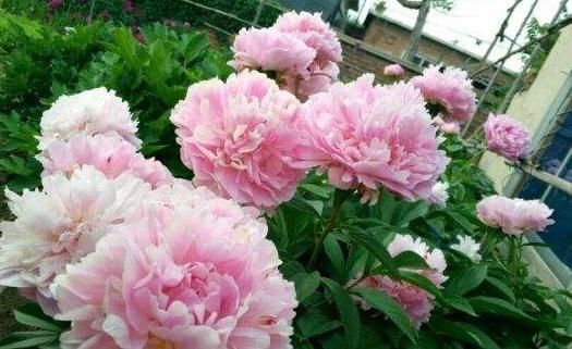 保鲜剂@“五月花神”就要开花啦！现在是最佳观赏期，一年就等这半个月！