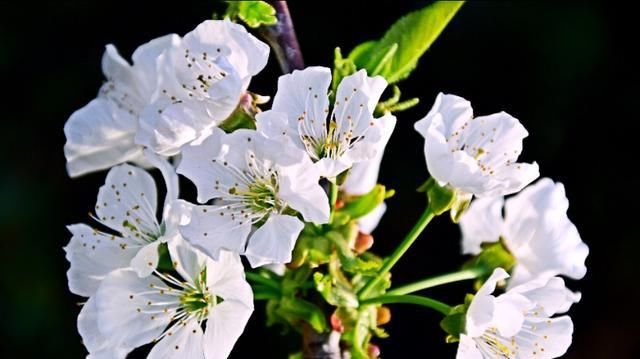 这里的樱花开放时,浓了春天,醉了游人!