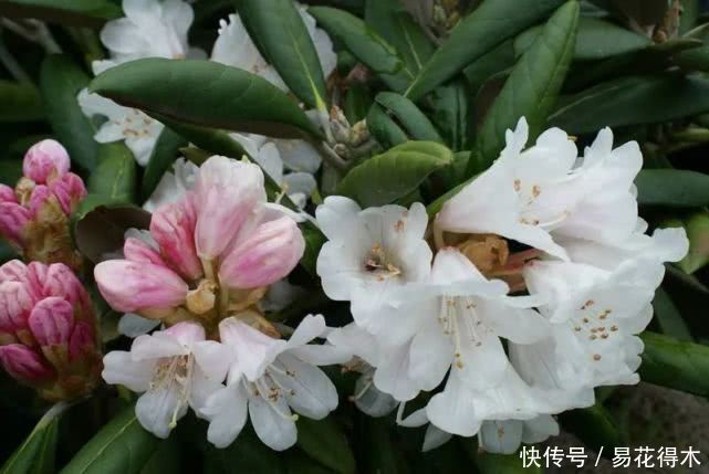  「杜鹃」国家Ⅱ级珍稀濒危物种|花色妖娆的大王杜鹃