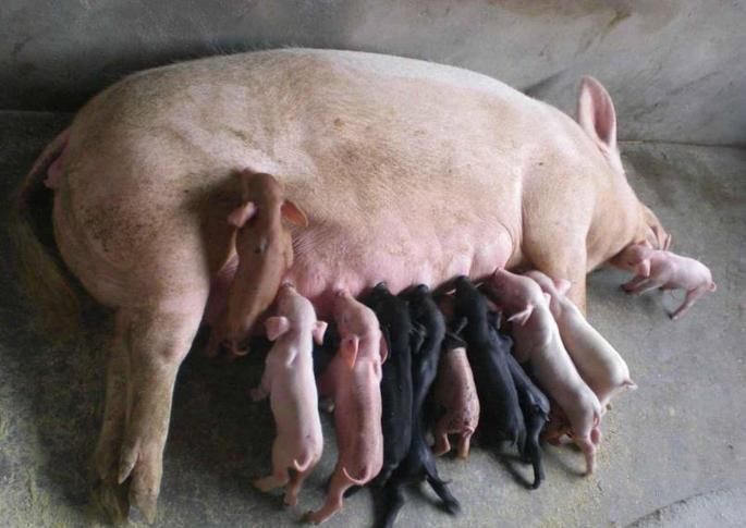 为何农村人都不敢吃母猪肉?迷信还是科学?三