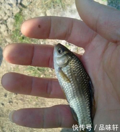 【黑坑】为啥很多人爱钓鱼却不爱吃鱼?这4个理由,全都是钓鱼人的泪