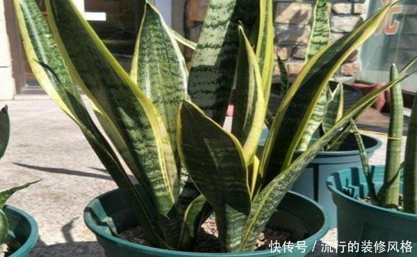  [合适]客厅电视柜养哪些绿植合适？花农都推荐它们，除甲醛一流还招财