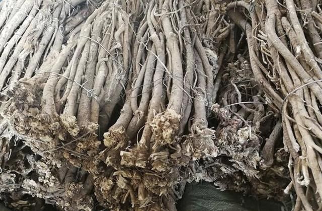  [种植物]在河岸、沟谷，有1种珍贵的“野草”，人称“黄芪”，价值高！