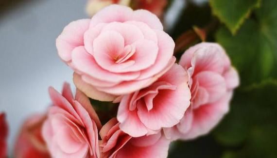  「随便」这4种花“随便养”，一年开花300多天，阳台变“花海”，轻松爆盆
