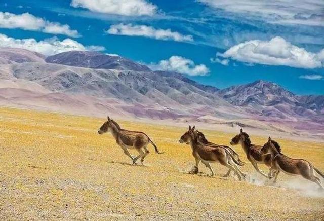 中国人迹稀罕的四大无人区，能去过的人不多，最神秘的是这里