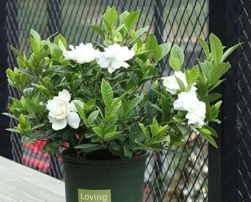  [油绿]栀子花老黄叶？3种“情况”，3种方法解决，油绿可人，花满枝
