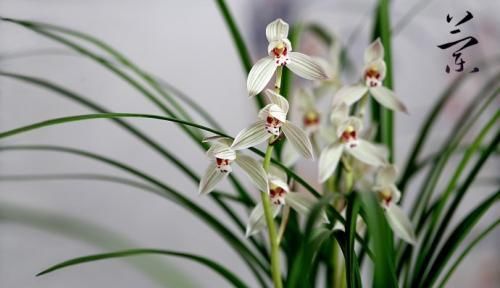  『情况』兰花出现这种情况要注意了，赶紧换个盆，否则没多久就剩个空盆！