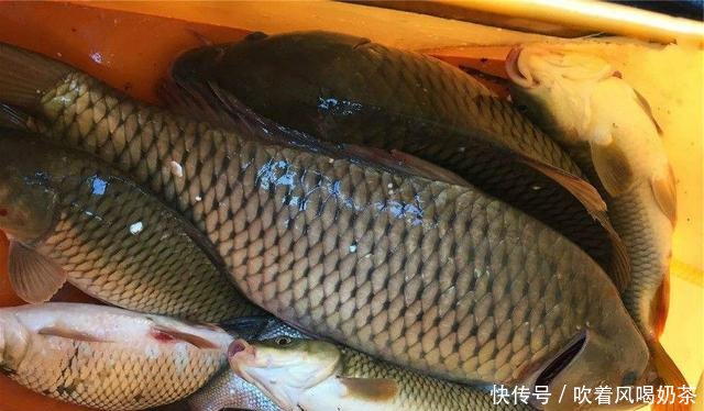 这款:水库钓鱼就用这款自制玉米饵,窝料饵料一次性搞定