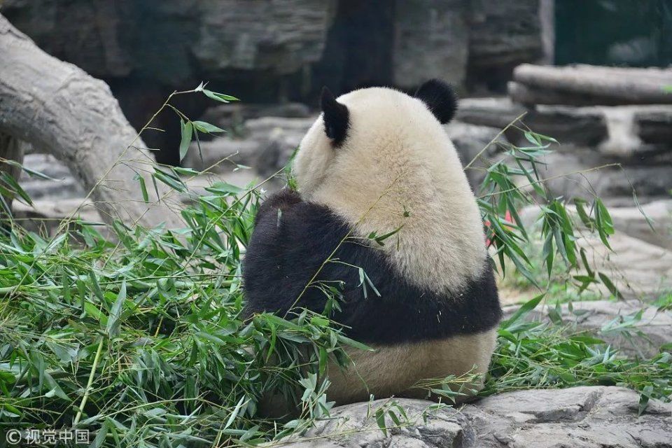首届中国大熊猫国际文化周明天在京启幕，带上这份攻略玩转熊猫文