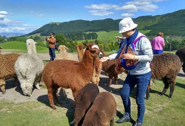  需求量■身价超10万元，可养20年，很多养殖户眼馋，却没几个敢养