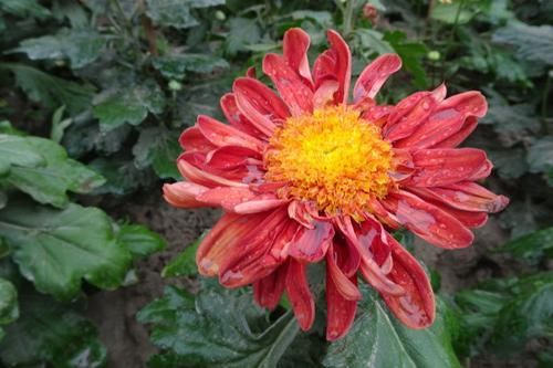  「喜欢」喜欢菊花，就养盆“菊中珍品”大红托桂，红艳欲滴，花香袭人！