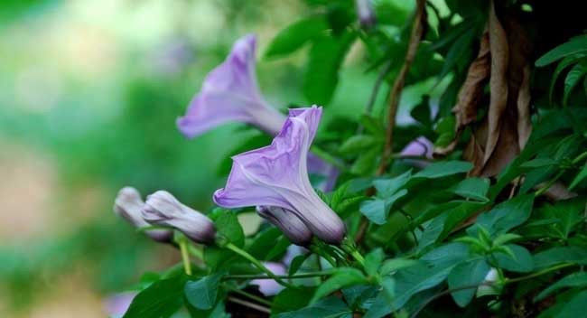  『矮牵牛』矮牵牛和牵牛花的区别