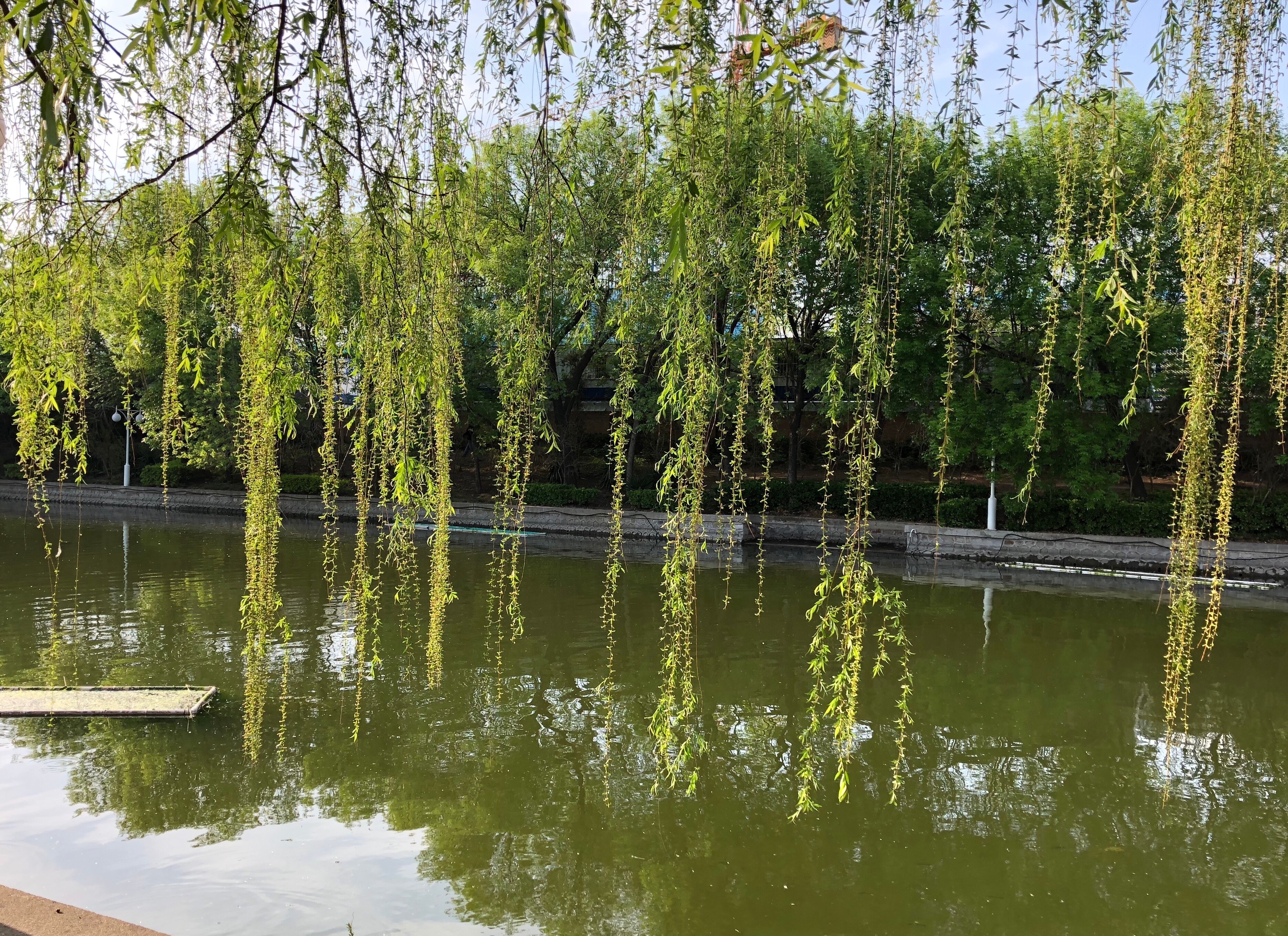 人间四月芳菲尽，一帘幽梦绿芳来