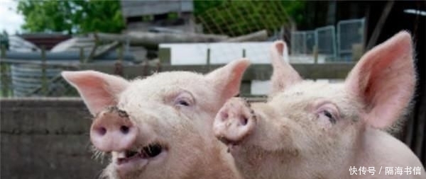  地下：它被称为“地下核桃”，又能产油又能喂猪，为啥中国农民