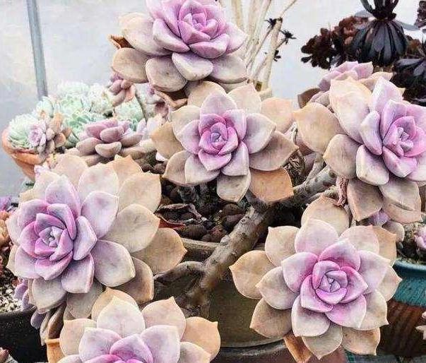  【变肥】紫乐多肉叶子发软？避开4个''误区''，植株叶片变肥、上色快