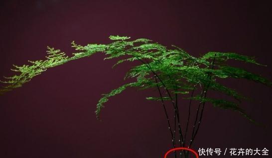  实用|养文竹，3个“繁殖”好办法，简单、易学、上手快，非常实用！