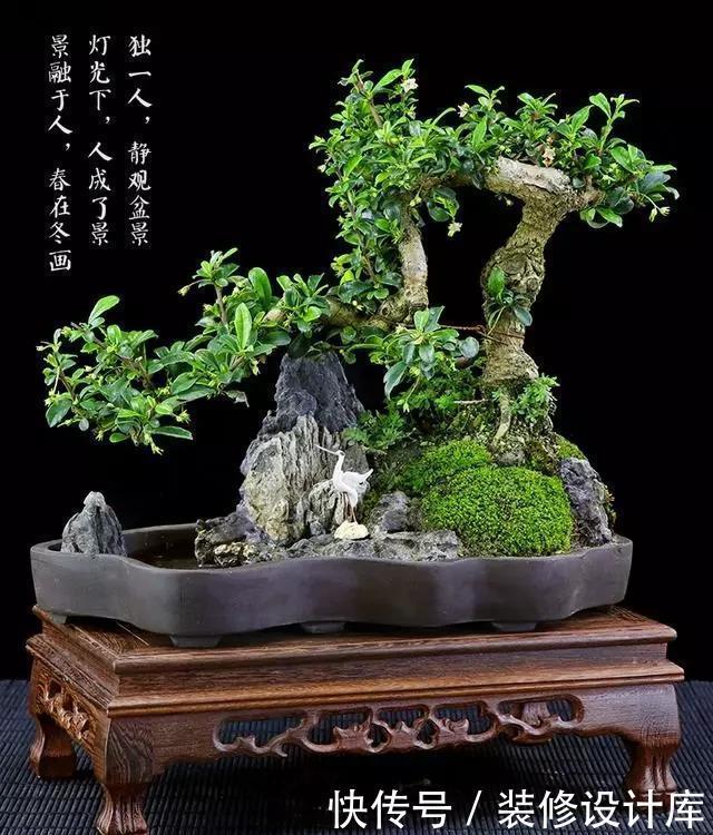 要根据不同|树桩盆景种植时培养土有什么要求?如何配制的培养土?