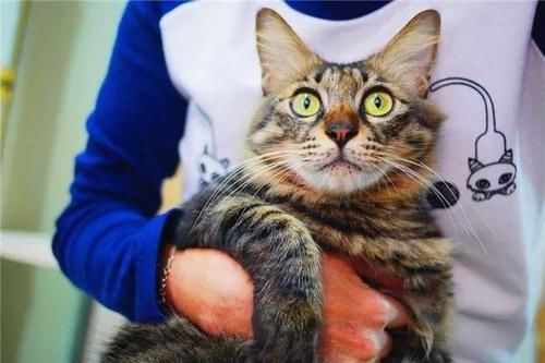 是什么品种的猫