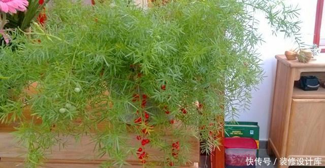 品种|武竹?还真有这个品种,种出来比文竹还美!