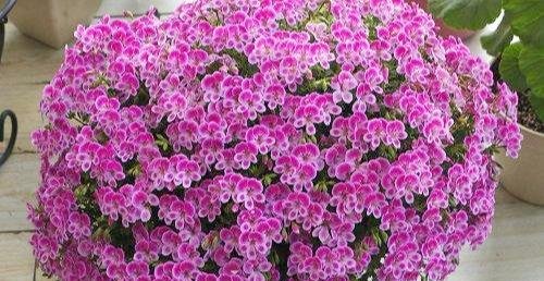  狂野：3种普通花，开花很狂野，最适合养阳台上，四季观花海