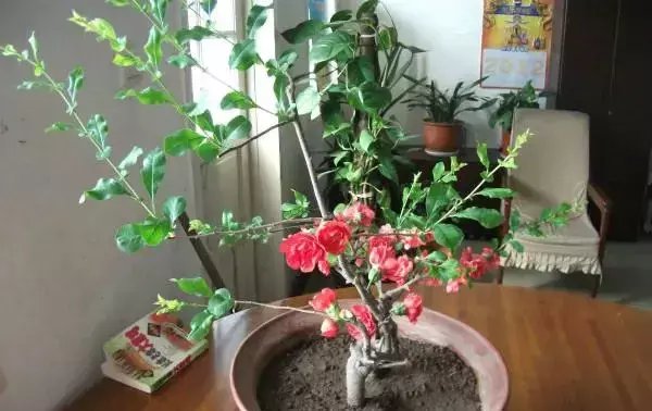 『观赏价值』六种价格不贵,观赏价值高可以做盆景的植物,适合新手种植