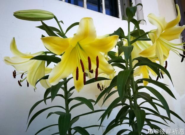  「适合」3月最适合种的花，门口栽一丛，开花又大又香