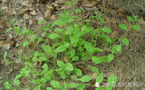 农村一种野草，被视作“贱草”，但价值却很珍贵，遇见请别除掉