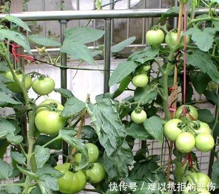  「一大」阳台种西红柿，3分钟就学会，一棵结5斤，一摘一大筐，少出门买菜