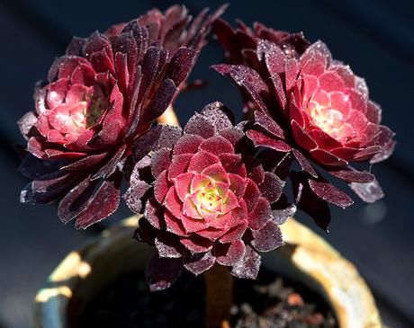  『花桩』3月养“法师”，给它“挪挪”位置，马上焕发生机，花桩越长越粗