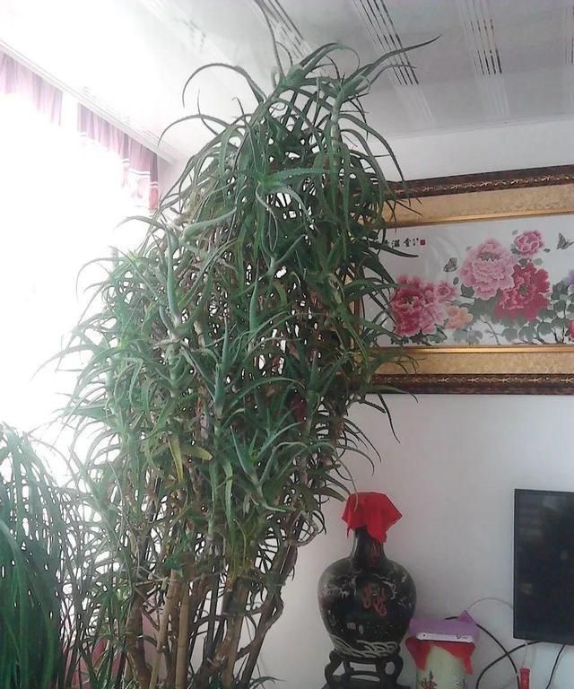 「旺盛」芦荟玉树不值钱,养成老树真霸气,玉树临风,群英荟萃,家门旺盛