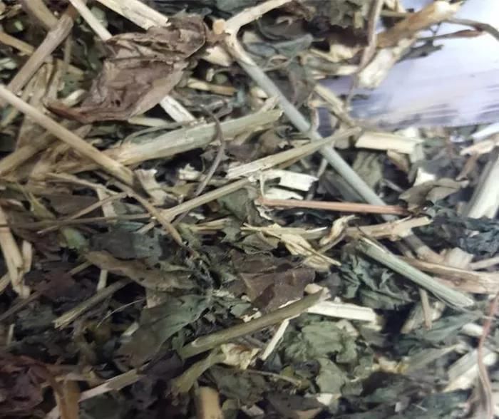  [白鹤草]老家房前挖的野草，开出一盆“白天鹅”，花瓣雪白，给钱都不卖