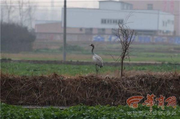 城固发现越冬候鸟灰鹤 冬季迁徏过程中落单在此