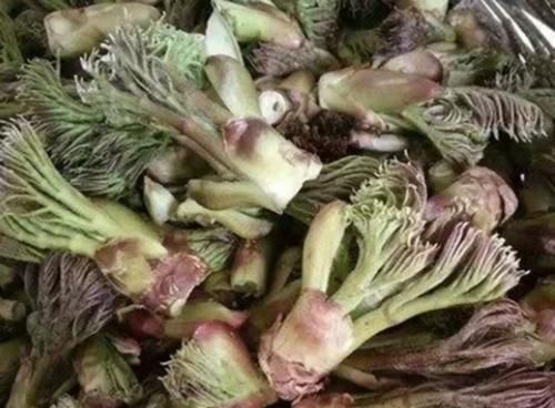  救命：北方1种树上野菜，曾是“救命粮”，如今成高价菜，一斤卖