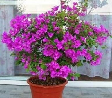  [长春花]养花嫌花期短，花量少？3种“开花机器”养家中，四季开花好养护