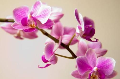 「金发」喜欢菊花,不如养盆“菊中珍品”红衣金钩,似波浪金发,俏皮可爱