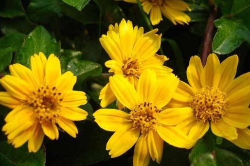 放在|试养这五款菊花,一到夏天就爆,放在阳台晒太阳,爆成花海全靠晒