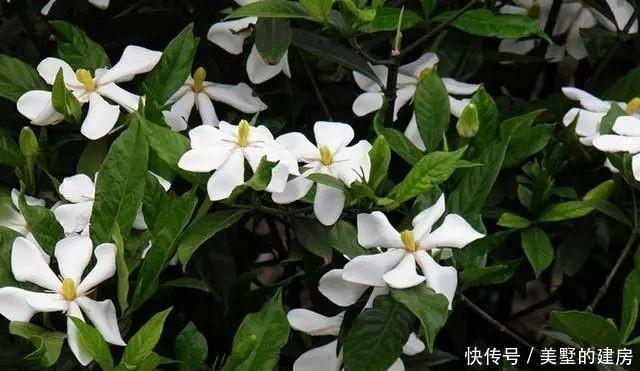 时间|栀子香气清香恬淡,眼下正是养护关键期,这几点要做好