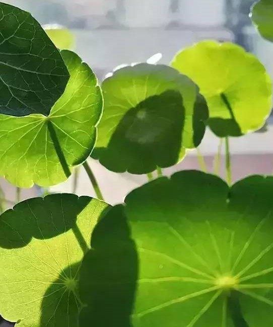  『赏心悦目』盆栽铜钱草这样养，叶子肥又大，绿油油的让人赏心悦目！