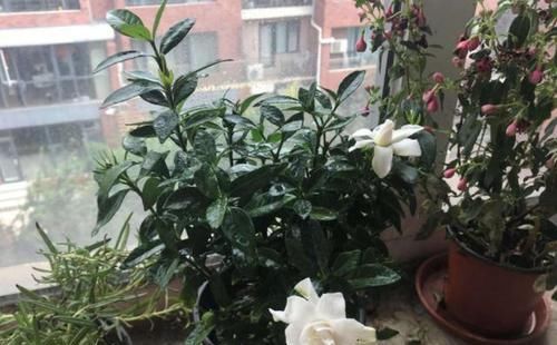  辣椒水：栀子花招虫了？喷点这个水，虫子死光光，花越长越旺