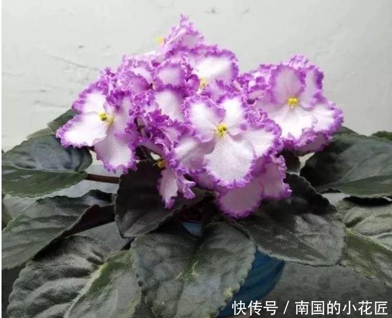  [长寿花]“4种花”很好养，栽土里就活，给点阳光就灿烂，花开满盆！