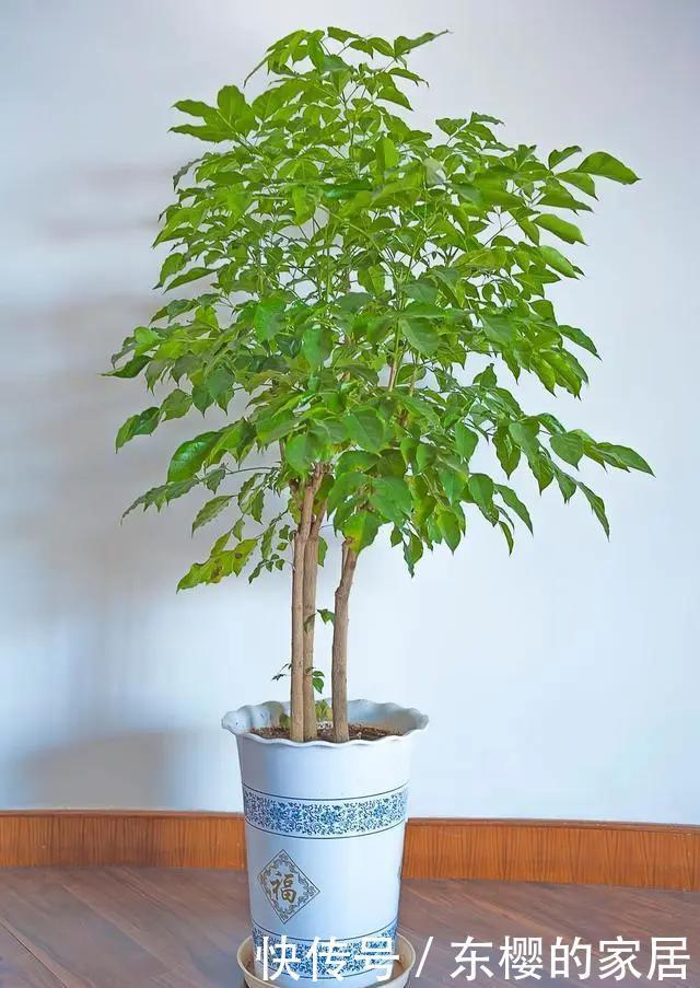 你家花草|阳台的花草“灰头土脸”,就用这4个方法清除,干净卫生长得快