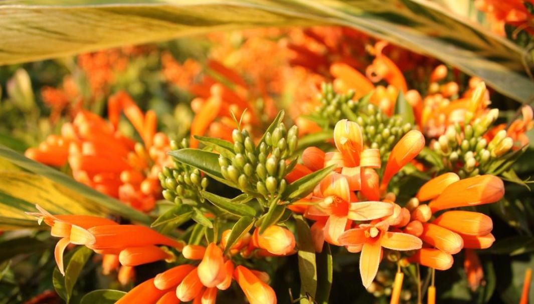  『开花数量』“这种花”花朵金灿灿，花期“大半年”，打造家中花园“必备”